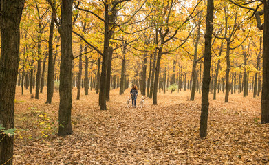 Fototapeta na wymiar young red haired girl is walking in orange autumn park with two husky dogs