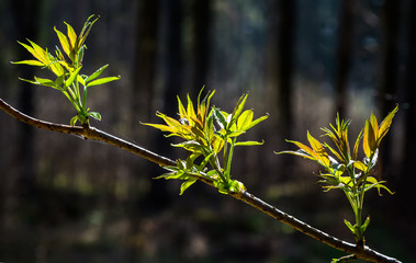 Young leaves on a tree