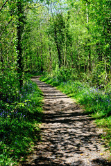 Fototapeta premium Killinthomas forest