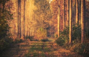 Beautiful golden forest an autumn day