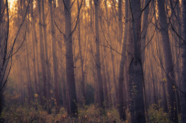 Mist forest an autumn day