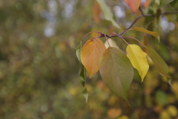 Obraz premium autumn leaves