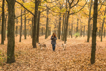 Fototapeta premium young red haired girl is walking in orange autumn park with two husky dogs