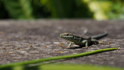 small lizard looking around in the sun