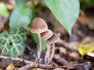 mushrooms in forest