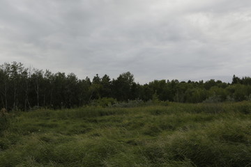 landscape with trees and clouds