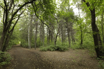 path in the forest