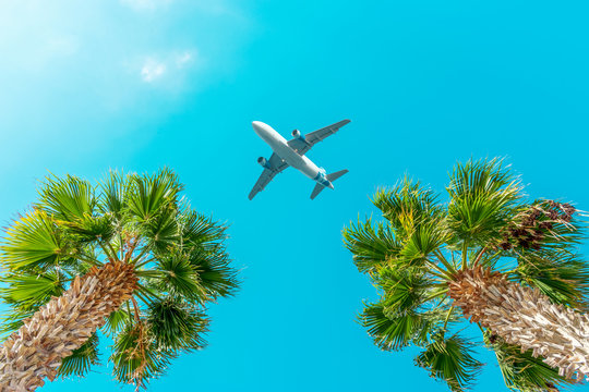 Passenger airplane flying above the palm trees against the blue sky.
