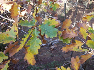 Eichenzweig im Herbst 1