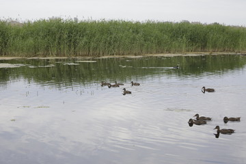 flock of ducks swimming in lake