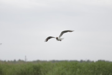 Fototapeta na wymiar birds in flight