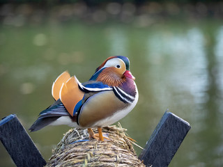 mandarin duck