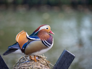 mandarin duck