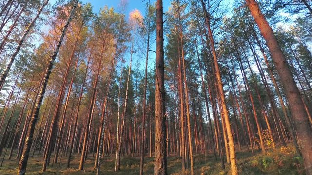 Walk with a video camera in the autumn forest. Slow motion.