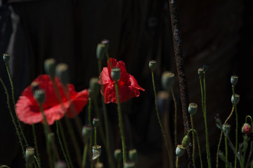 poppy on world war one battlefield france