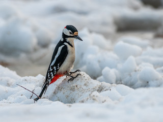 Great-spotted Woodpecker ( Dendrocopos major ) Feeding in the snow