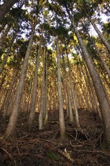 森の外側は朝日
