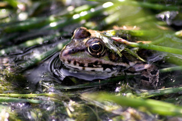 Grenouille