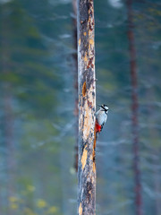 Great-spotted Woodpecker ( Dendrocopos major ) Feeding on a pine tree