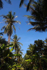 Coconut trees and bright sky in summer.