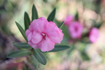 Obraz premium Pink Oleander flower with bokeh