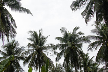 Fototapeta na wymiar The high coconut tree with the back is the sky.