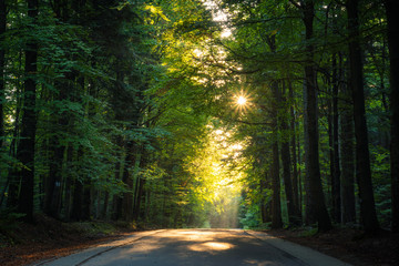 Obraz premium Trail to the Holy Cross (Lysa Gora) in Swietokrzyskie mountains, Poland