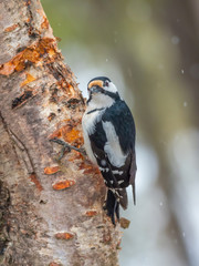 Great-spotted Woodpecker ( Dendrocopos major ) Feeding on a pine tree
