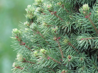 елка, иглы, зеленый, новый год