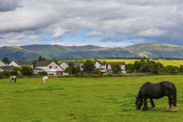 Black Gypsy horse aka Gypsy Vanner or Irish Cob grazes on pasture