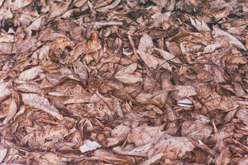 Dry old leaves on the floor background.