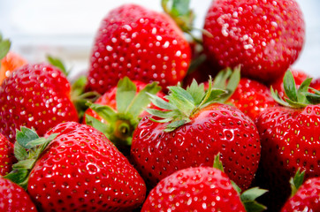 The garden strawberry 