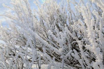 Beautiful winter landscape, frost on the branches of trees, the first snow,