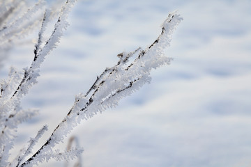 Beautiful winter landscape, frost on the branches of trees, the first snow,