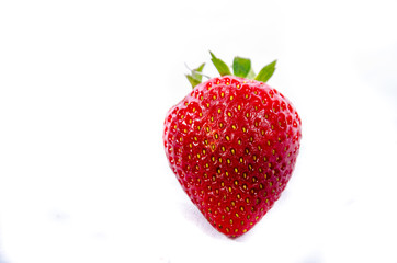 The garden strawberry 