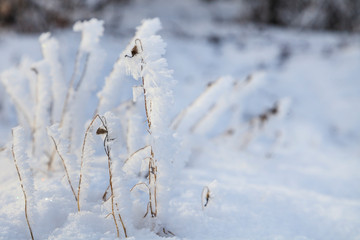 Beautiful winter landscape, frost on the branches of trees, the first snow,