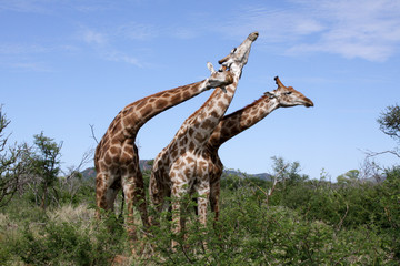 sparring giraffe