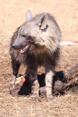 brown hyena