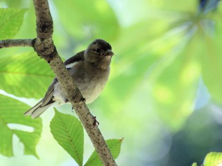 Female chaffinch