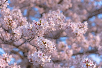 Cherry blossom in spring season, Japan.