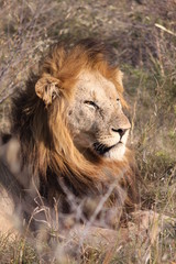 male lion
