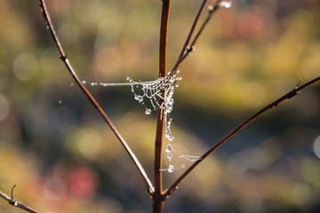 Golden web with shiny morning dew in a meadow in the autumn season. Cobweb on the branches of a tree. Close-up. Warm tone. Bright dawn. Background, Texture.