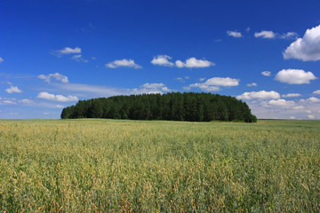 Field of wheat ears