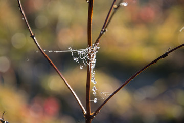 Golden web with shiny morning dew in a meadow in the autumn season. Cobweb on the branches of a dried plant. Close-up. Warm tone. Bright dawn. Background, Texture