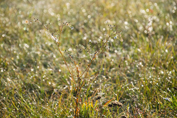 Natural warm grass bokeh background