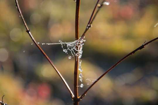 Golden web with shiny morning dew in a meadow in the autumn season. Cobweb on the branches of a dried plant. Close-up. Warm tone. Bright dawn. Background, Texture
