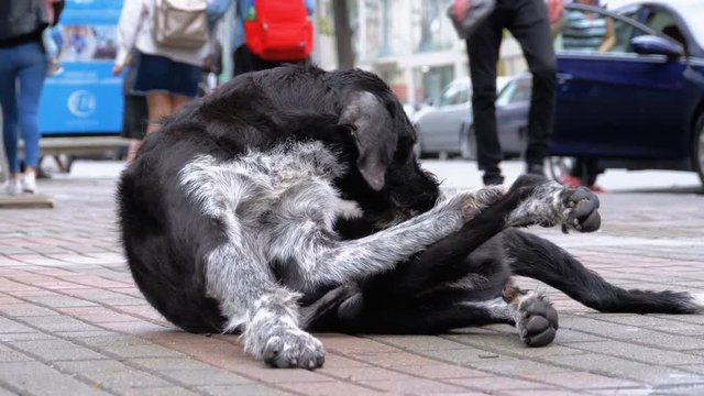 Homeless Shaggy Dog lies on a City Street against the Background of Passing Cars and People. An abandoned curly dog sits on the street outdoor.