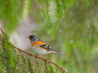 Brambling (Fringilla montifringilla) sitting on a branch in a pine tree.