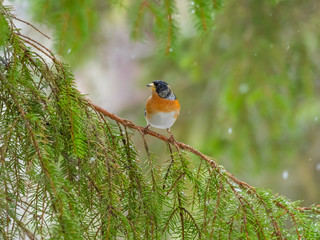Brambling (Fringilla montifringilla) sitting on a branch in a pine tree.