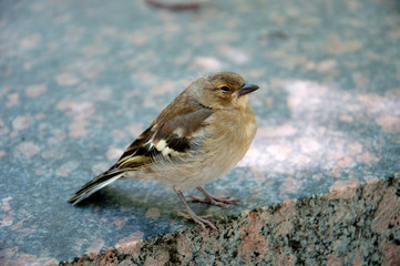 Bird sparrow chick closeup